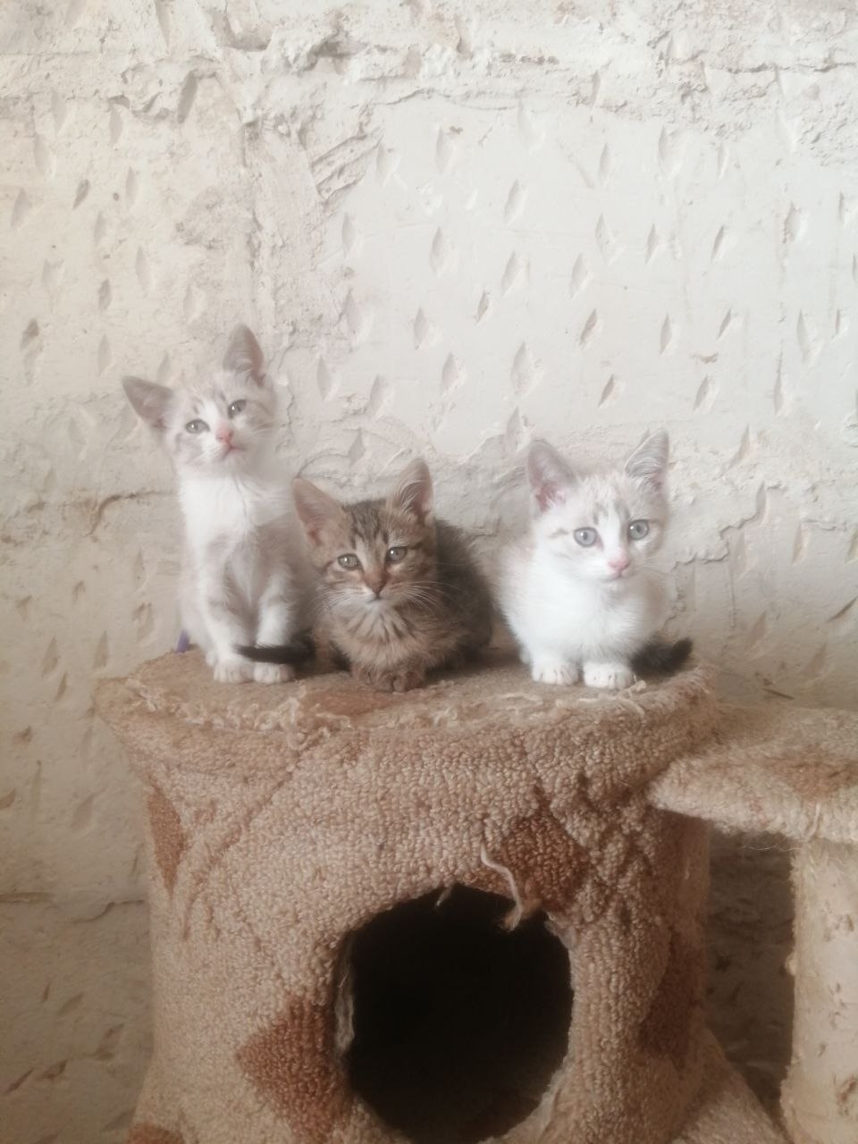Отдам котят в добрые руки