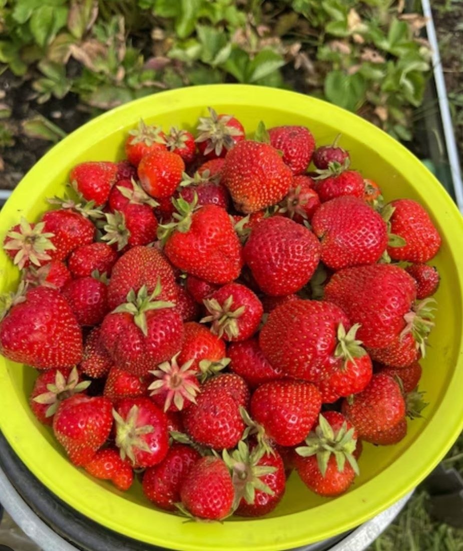 Продам клубнику