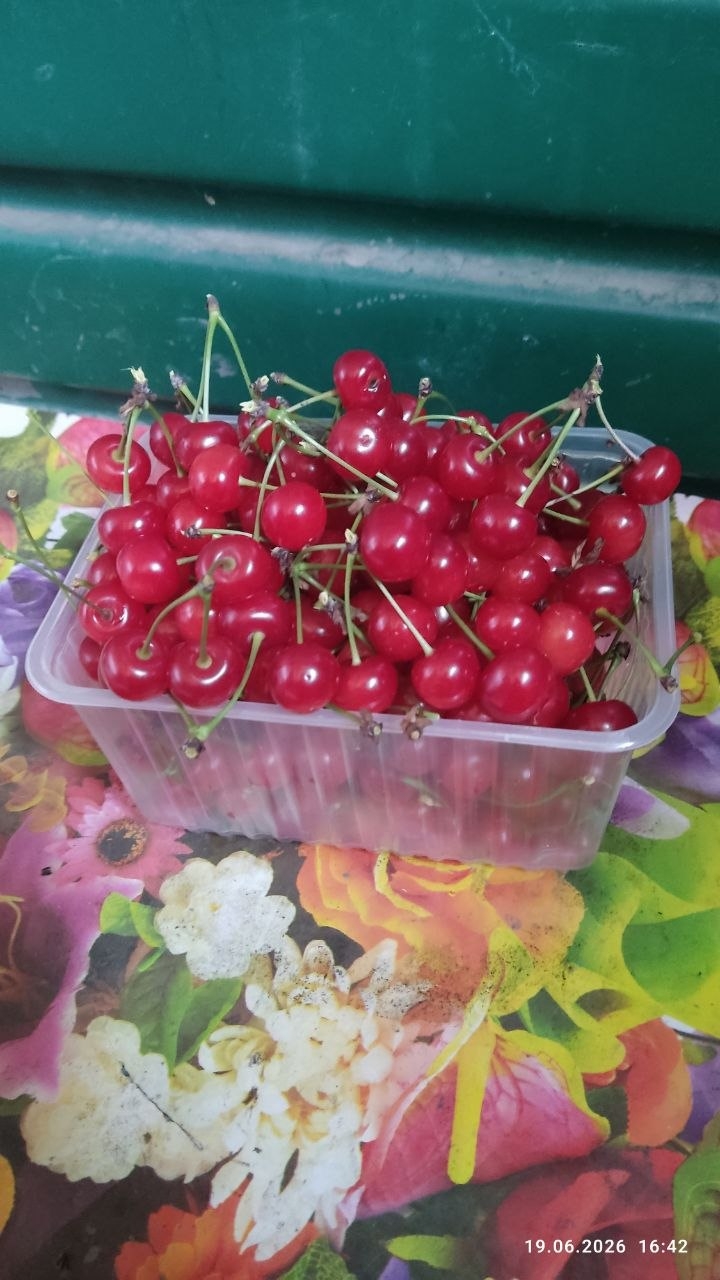 Продам раннюю вишню