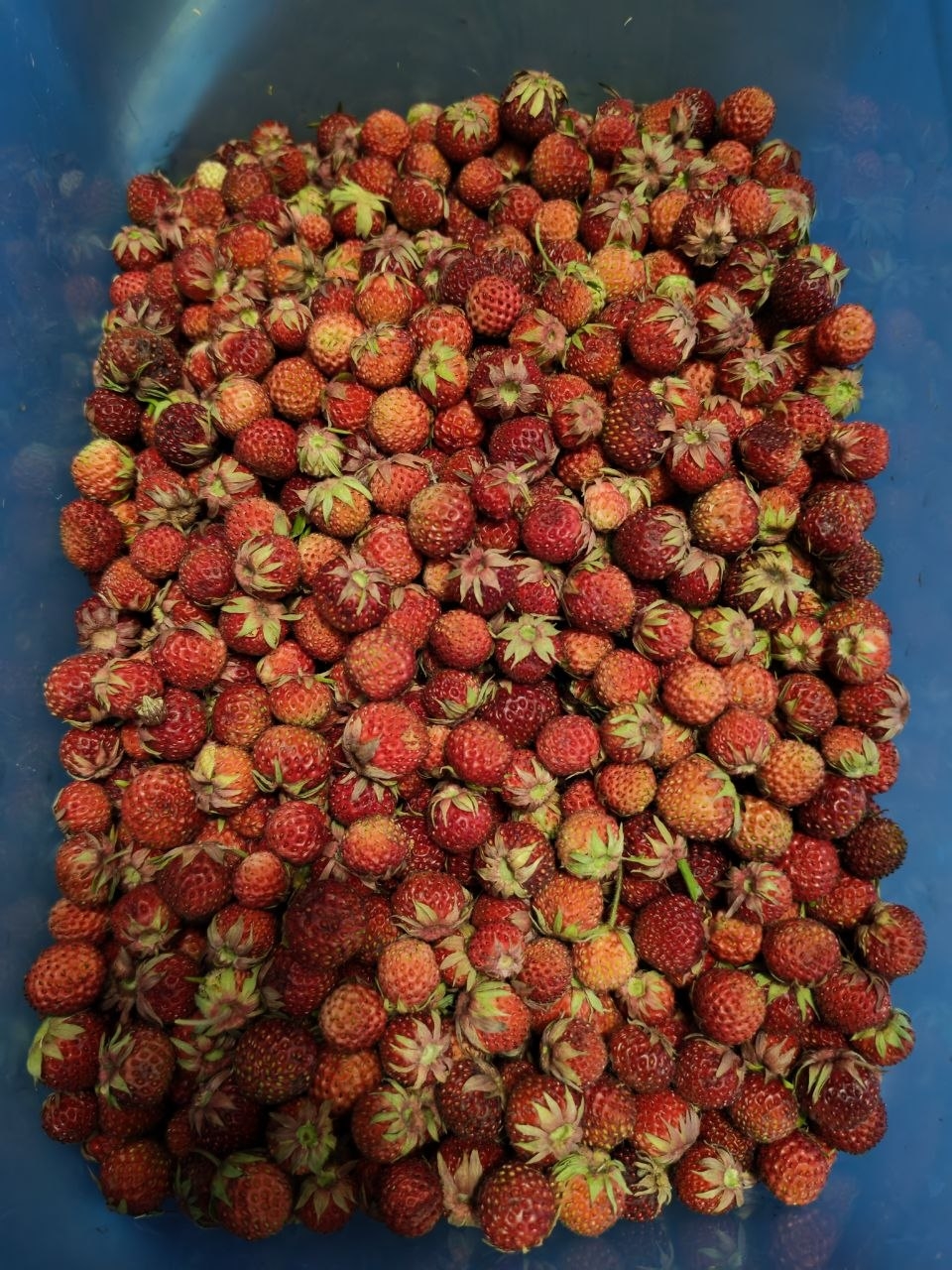 Продам землянику лесную